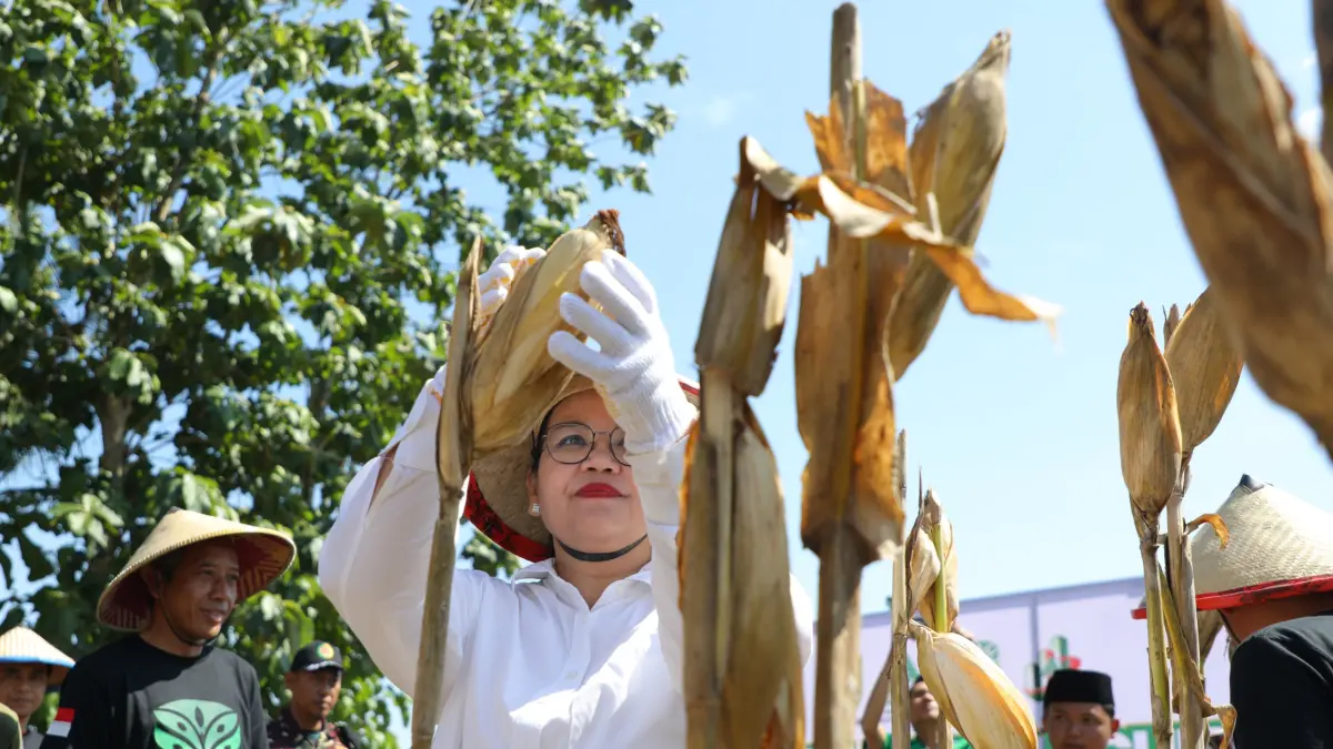 Wali Kota Semarang, Agustina Wilujeng Pramestuti memetik jagung saat panen raya jagung binaan PC GP Ansor Kota Semarang di lahan binaan GP Ansor di Kelurahan Tambangan, Kecamatan Mijen.