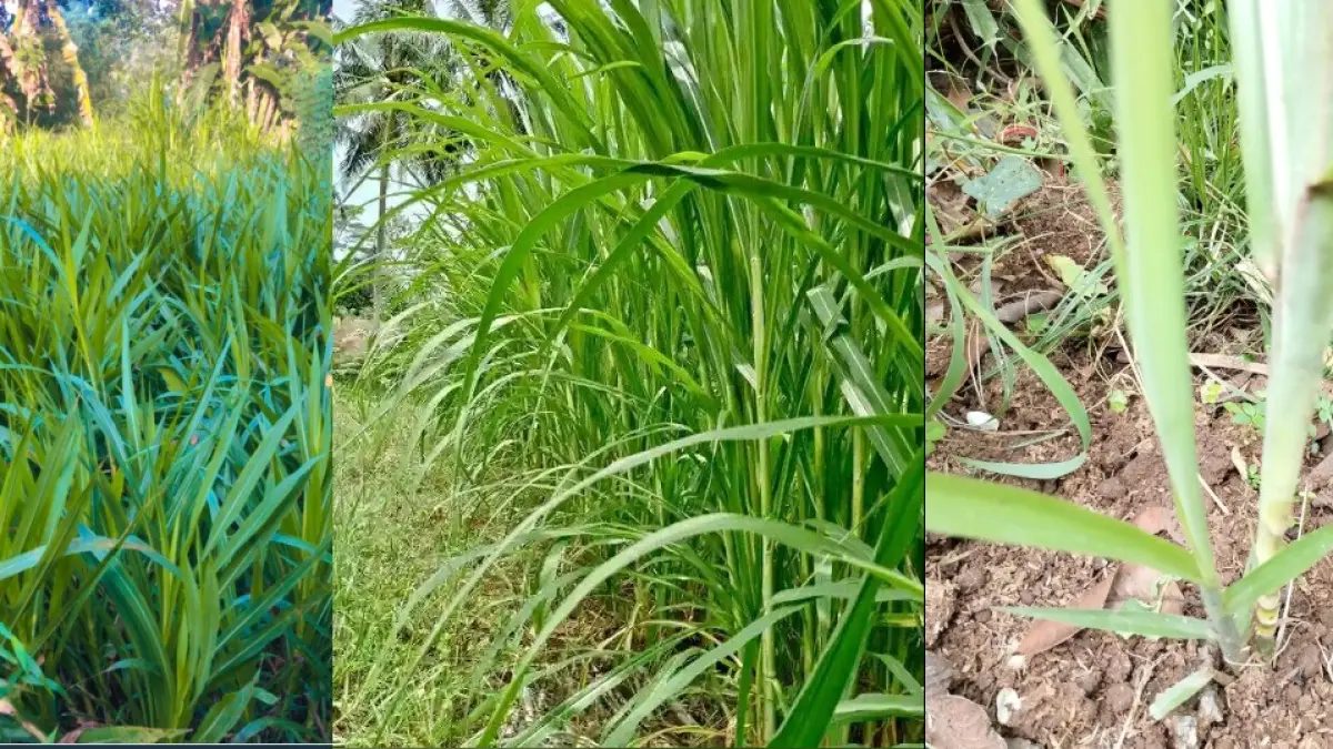 Perbedaan Rumput Gajah, Rumput Odot, dan Tanaman Tebu Telur: Panduan Lengkap untuk Peternak dan Petani 