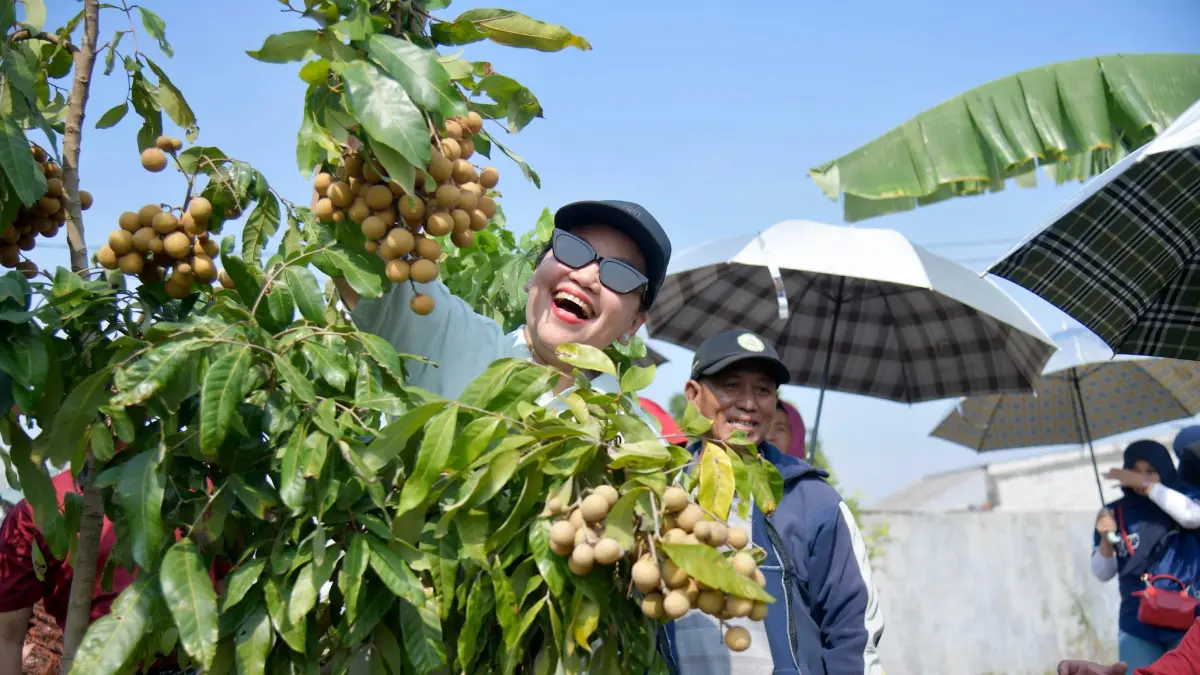 Wali Kota Semarang Agustina Wilujeng memanen kelengkeng usai meresmikan Agro Wduwisata Masjid Agung Semarang di kawasan Tlogosari Wetan, Minggu (12/7/2026). (ist)