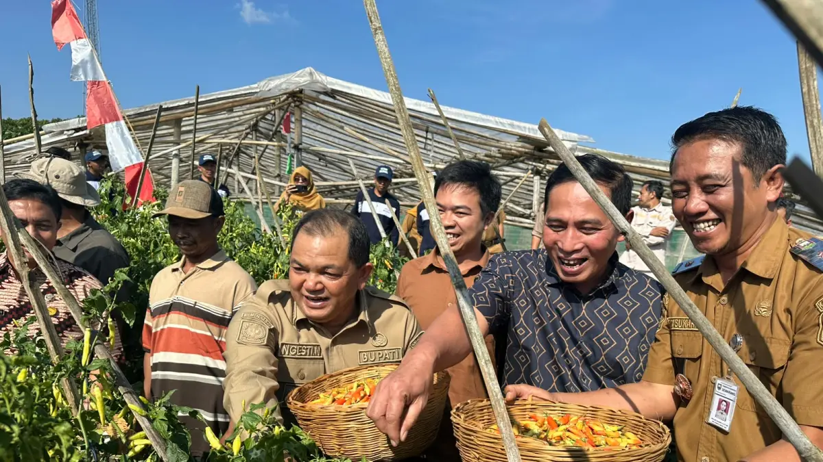 Bupati Semarang Ngesti Nugraha, Kepala Dinas Pertanian Perikanan dan Pangan Kabupaten Semarang saat melakukan panen cabai bersama petani milenial di Kecamatan Sumowono. Selasa (21/7).