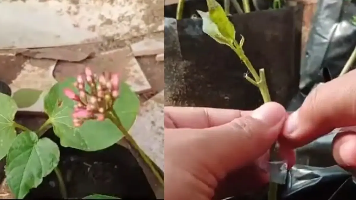 Teknik Menyambung Bunga Batavia (Jatropha integerrima) dengan Pohon Jarak (Jatropha curcas), Panduan Lengkap dan Dijamin Sukses