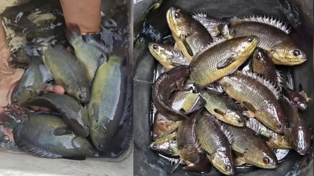 Ikan Betik, Betok atau Ikan Papuyu.