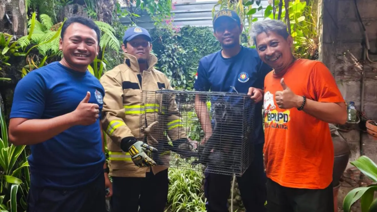 Lutung yang berhasil ditangkap 