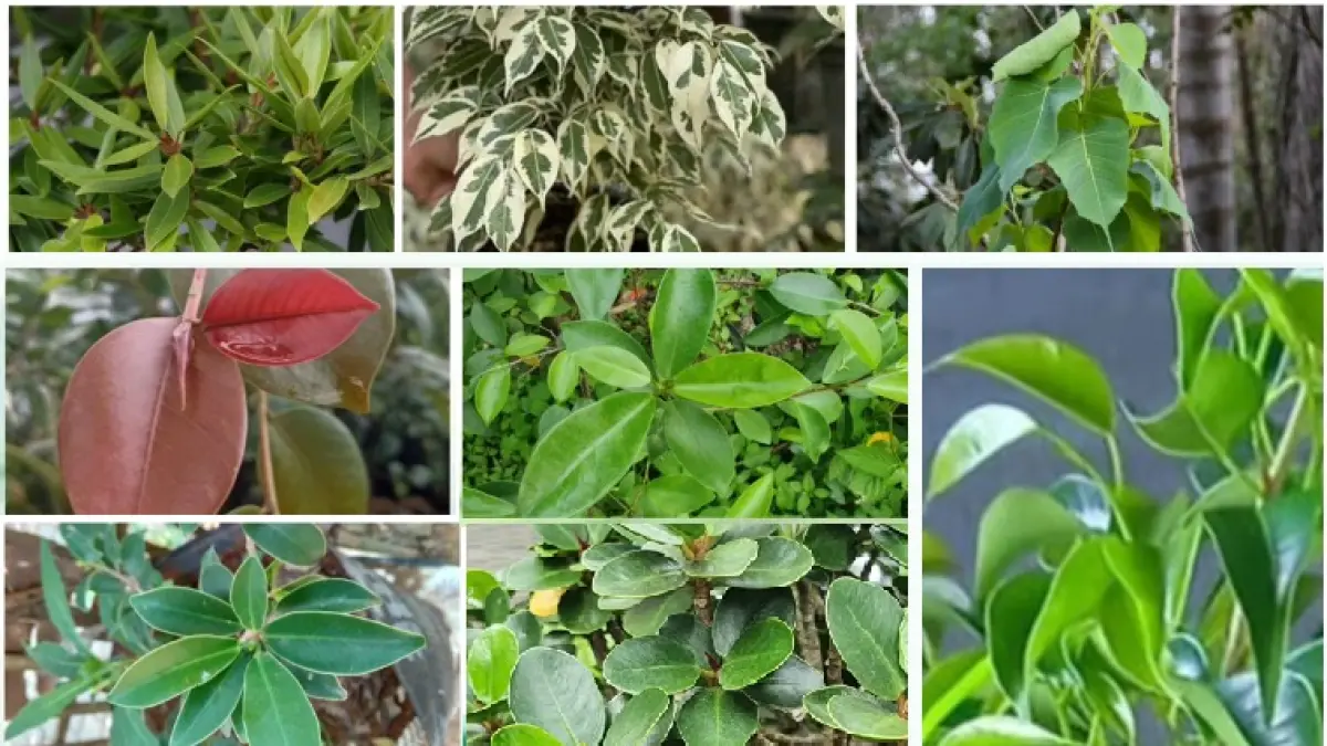 20 Jenis Tanaman Beringin Paling Populer, Bisa Dijadikan Bonsai Atau Tanaman Hias Dengan Nama Ilmiahnya