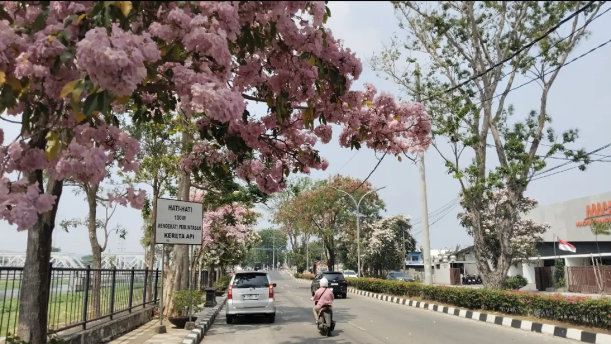 LEBIH INDAH : Bunga Tabebuya di Jalan Madukoro, mekar menambah estetika Kota Semarang.
