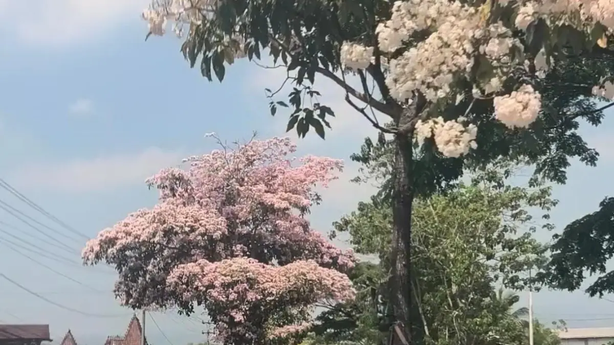 Tabebuya didepan kampus UIN Salatiga 