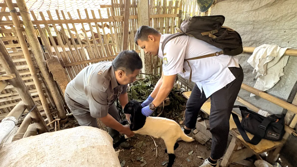 VAKSINASI TERNAK — Tim Puskeswan Sukorejo melakukan vaksinasi PMK pada kambing milik peternak di Desa Selo, Kecamatan Patean, Kabupaten Kendal. (BUDI SETIYAWAN/RADARSEMARANG.ID)