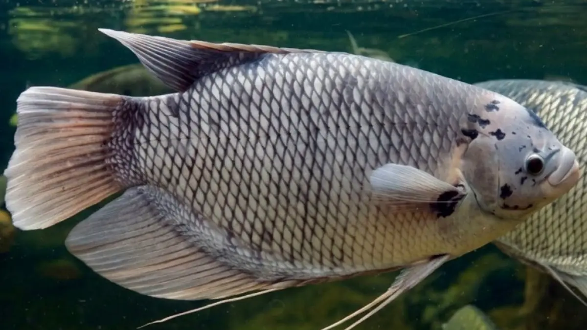 7 Fakta Unik Ikan Gurame: Ikan Air Tawar Asli Indonesia yang Bisa Hidup Tanpa Oksigen