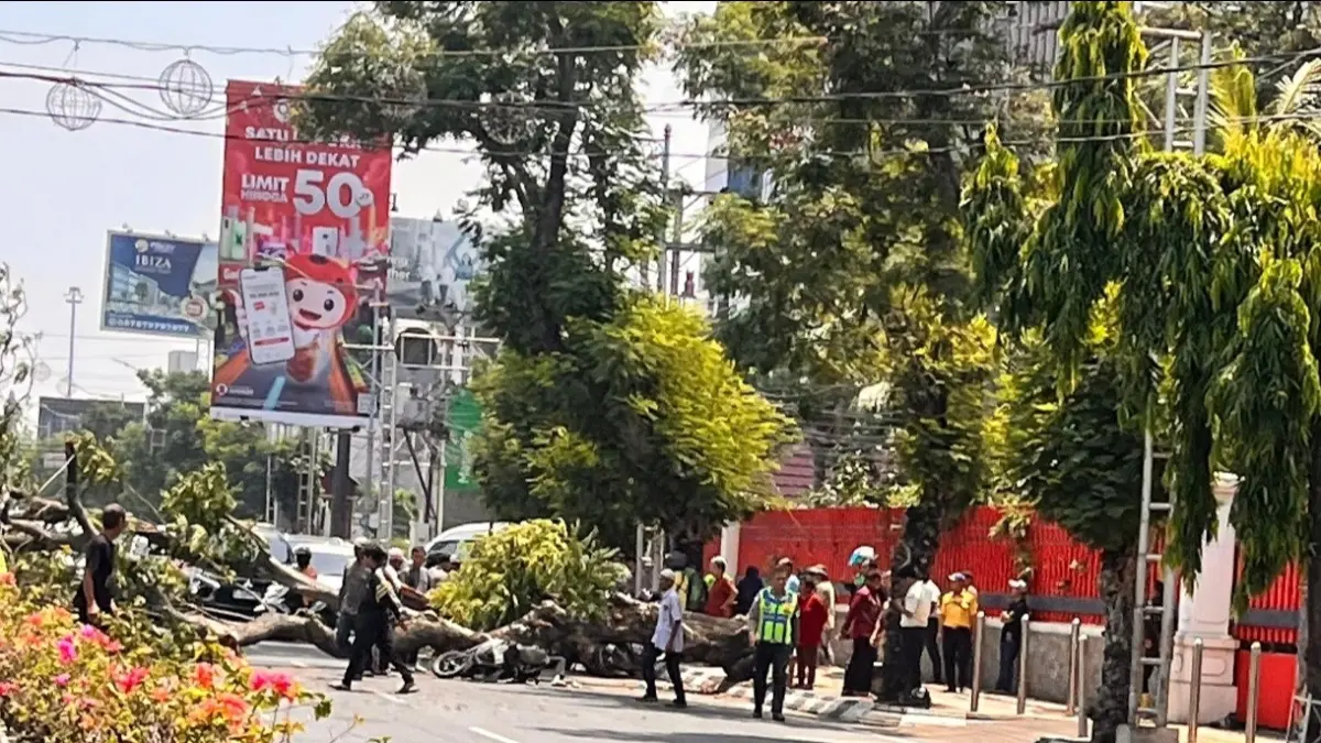 Kondisi pengendara motor tertimpa pohon di jalan Pandanaran Semarang Tengah, Jumat (4/9/2026). 