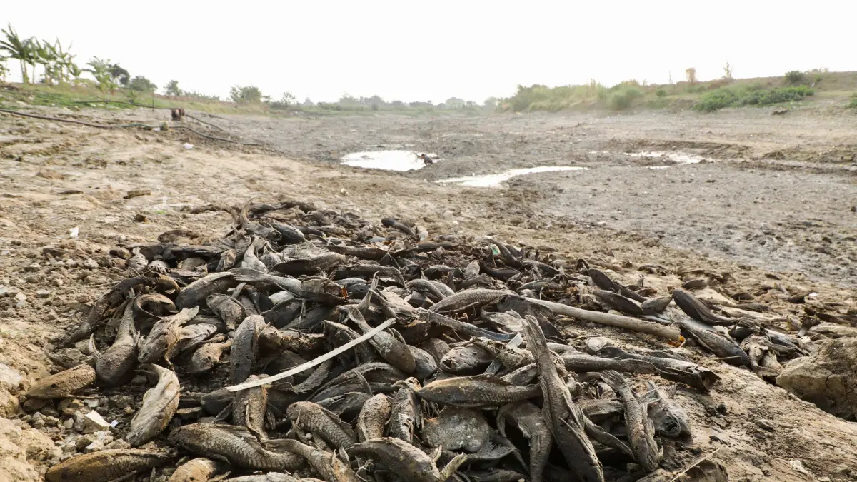 Atasi Bau Bangkai Ikan Sapu-Sapu di Pati, Gubernur Luthfi Perintahkan Kubur Pakai Alat Berat