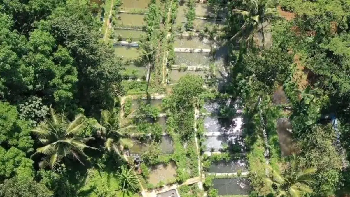BUDIDAYA IKAN LELE : Kawasan kolam pembesaran lele Pokdakan Minalancar, RW 10 Kelurahan Gunungpati, Kota Semarang. (DOK. PLN UPT SEMARANG)