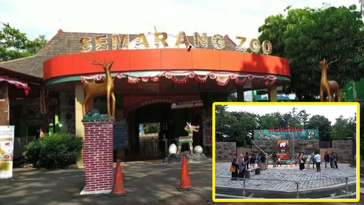 Jangan Sampai Lolos! Begini Cara Klaim Promo "Bayar 2 Dapat 4" di Semarang Zoo Khusus Peserta MTQ