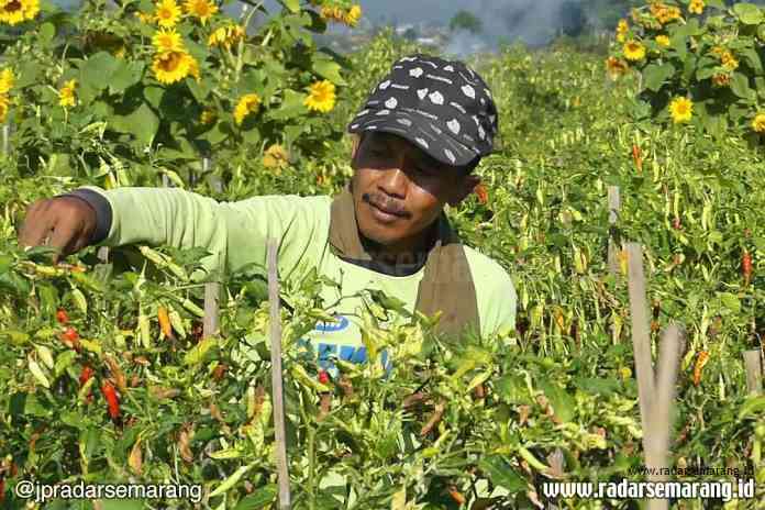 HASIL TANAM TURUN : Hasil tanam cabai di Temanggung mengalami penurunan karena curah hujan tinggi.