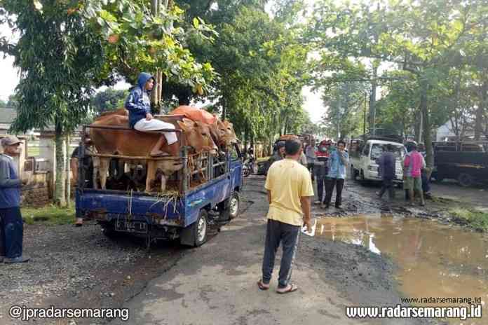Sejumlah pedagang hewan melakukan transaksi di terminal kajen, karena pasar hewan Kebonagung ditutup. (Istimewa)