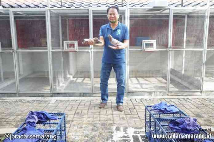 Ketua klub MIKI Team sekaligus Ketua Pengda PPMBSI, Cendra Santosa menunjukkan burung merpati balap miliknya. (Dewi Akmalah/Jawa Pos Radar Semarang)