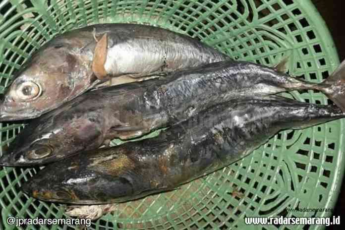 SAMPEL IKAN: Ikan tongkol yang telah meracuni warga penerima BPNT di Batang. (DOKUMENTASI)