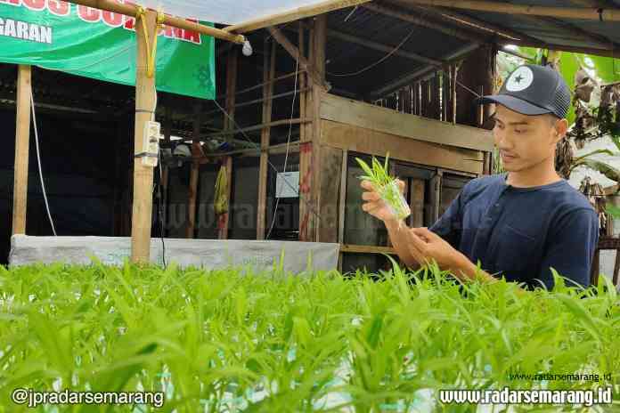 KREATIF: Ketua Karangtaruna Desa Winduaji Riza Setiawan sedang merawat tanaman hidroponik di depan Posko Covid setempat. (RIYAN FADLI JAWA POS RADAR SEMARANG)