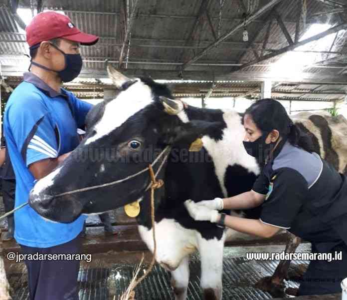 Drh Christina saat mengambil sampel darah sapi untuk pemeriksaan dan memastikan tidak terkena penyakit. (Dhinar Sasongko/Jawa Pos Radar Semarang)