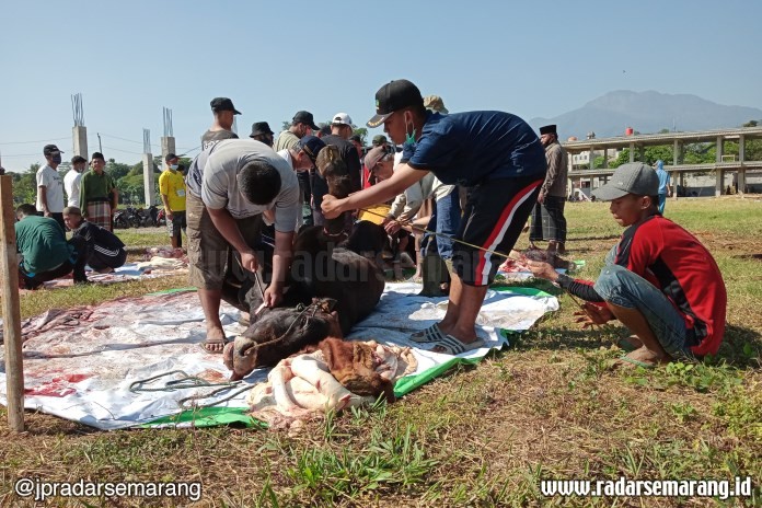 Santri dan pengurus Ponpes Askhabul Kahfi menyembelih kurban seekor sapi di halaman kampus 4 Ponpes Askhabul Kahfi, Jumat (31/7/2020). (Sulistiono/Jawa Pos Radar Semarang)