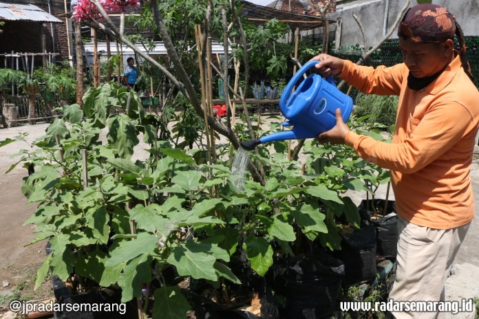 Yohanes Yemahu merawat tanaman sayur di lahan seluas 90 meter persegi. (Nur Chamim/Jawa Pos Radar Semarang)