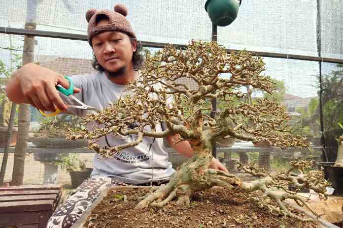 SENI BOTANI: Andri Setyo Martopo Ristanto sedang merawat bonsai pohon serut berusia sekitar 70 tahun. (PUPUT PUSPITASARI/RADAR KEDU)
