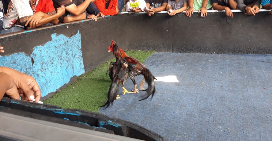 Puluhan warga bergerombol menyaksikan sabung ayam di Pasar Satwa Banjardowo, Genuk, kemarin. Mereka tak mengenakan masker dan menjaga jarak. (Mg4/Jawa Pos Radar Semarang)