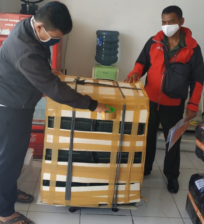 Petugas BKSDA Jateng menggagalkan pengangkutan 200 ekor burung kacer tanpa surat resmi dari Tanjungpinang ke Bandara Adi Soemarmo Surakarta. (Istimewa)