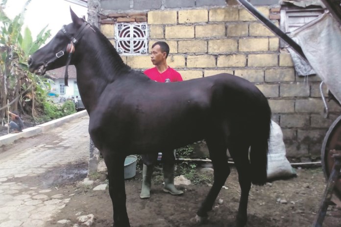 Salah satu sais Wonosobo sedang menyiapkan kudanya sebelum dipasang ke delman. (Sigit Rahmanto/Jawa Pos Radar Semarang)