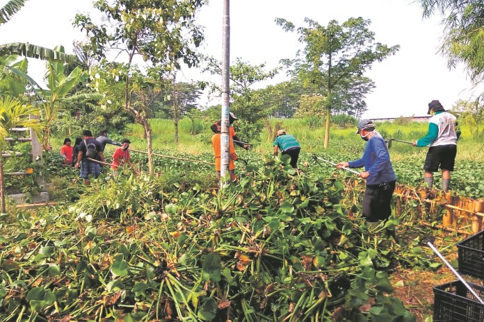 Warga Kota Pekalongan dalam program padat karya saat bersihkan Sungai Bremi dari enceng gondok. (Lutfi Hanafi/Jawa Pos Radar Semarang)
