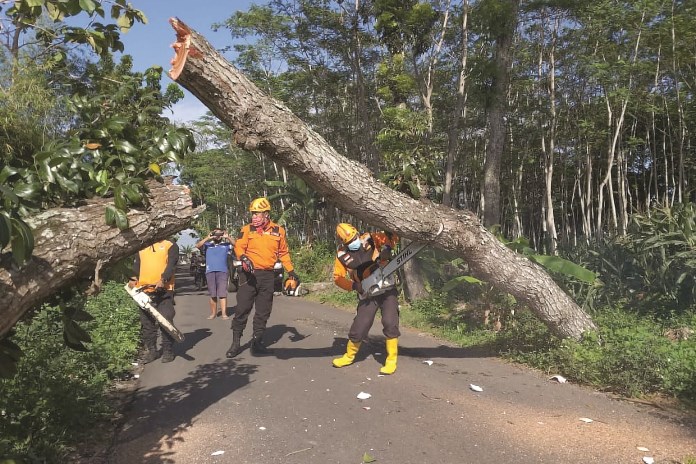 Petugas BPBD sedang mengevakuasi pohon tumbang di Jalan Candirejo-Pringapus, Kabupaten Semarang Selasa (20/10/2020). (Maria Novena/Jawa Pos Radar Semarang)