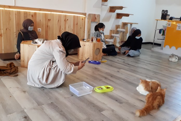 Pengunjung Neko Kepo Kafe Semarang bebas berinteraksi dengan dengan kucing-kucing yang berkeliaran. (Dewi Akmalah/ Jawa Pos Radar Semarang)