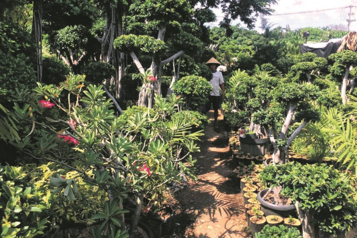 Salah satu pemilik gerai tanaman hias di Jalan Arteri Yos Sudharso Semarang saat menunjukkan tanaman bonsai yang digemari masyarakat. (Alvi Nur Janah/Jawa Pos Radar Semarang)