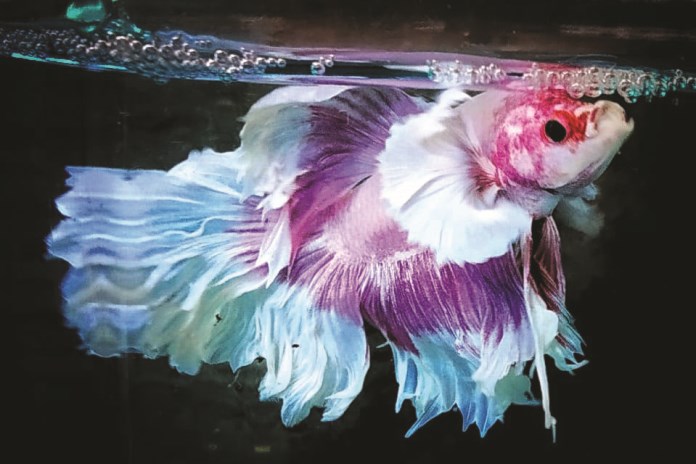 Varian ikan cupang dumbo yang dikembangkan dan dimiliki oleh Agus Istiawan. Ikan ini tengah ngetren di kalangan penghobi ikan. Harganya pun bisa sampai jutaan. (Istimewa)