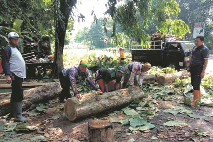 Para pegawai Perhutani melakukan evakuasi pohon jati yang roboh di Alas Roban. (RIYAN FADLI/JAWA POS RADAR SEMARANG)