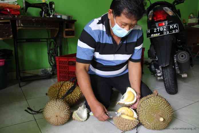 BIKIN NGILER: Juwanto saat membelah durian J-PINK. (kanan) Daging durian J-PINK berwarna kuning semburat oranye. (FOTO-FOTO: MARIA NOVENA/JAWA POS RADAR SEMARANG)