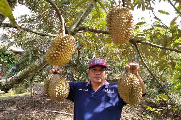 Wakil Ketua Kelompok 1 Sentra Kebun Durian M Sodiq menunjukkan durian Monti kualitas super.  ( IDA FADILAH/JAWA POS RADAR SEMARANG)