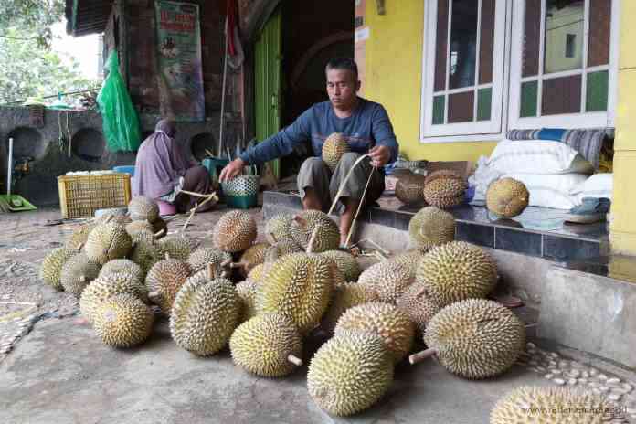 Muh Kholil, petani durian di Bubakan, Mijen, Kota Semarang. (JOKO SUSANTO/JAWA POS RADAR SEMARANG)