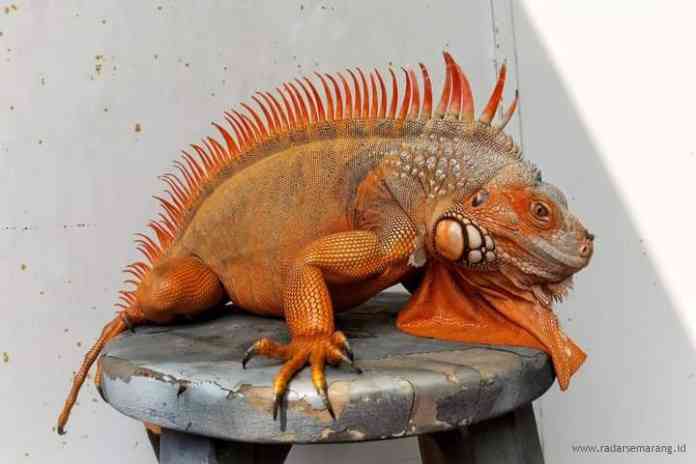 Iguana yang selalu konsisten dirawat agar warnanya semakin eksotis dan berharga. (Istimewa)