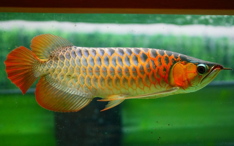 Berbagai jenis koleksi arwana yang terdapat di Arowana Proshop