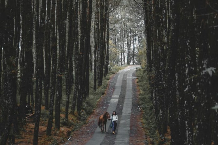 Pengunjung berfoto di objek wisata Top Selfie dengan latar belakang hutan pinus. (LUQMAN SULISTIYAWAN & DOK SUBIYANTO. )