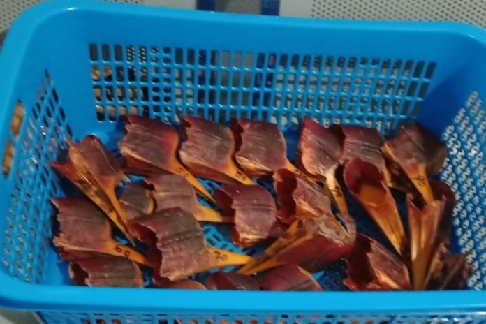 Balai Karantina Pertanian Kelas I Semarang berhasil menggagalkan penyelundupan 23 buah paruh burung rangkong gading dari Kalimantan Tengah di Bandara Ahmad Yani Semarang, Selasa (9/2/2021). (M HARIYANTO/JAWA POS RADAR SEMARANG)