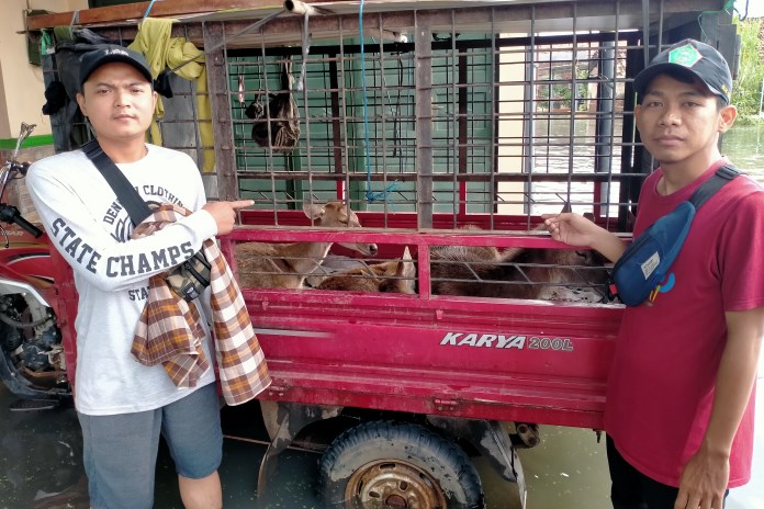Dua pemuda yang ikut menangkap tiga rusa ketika masuk ke permukiman dan menembus banjir, Desa Karangjompo, Kecamatan Tirto, Kabupaten Pekalongan Senin (8/2/2021). (NANANG RENDI AHMAD/JAWA POS RADAR SEMARANG)