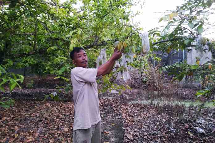 Yatin, petani asal Desa Betokan, menunjukkan buah belimbing yang ditanamnya. (ANANTA/JAWA POS RADAR SEMARANG)