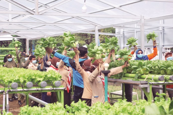 Para pelajar dan pegawai memanen sayuran yang dibudidayakan Kodim 0716 Demak. (Wahib Pribadi/Jawa Pos Radar Semarang)