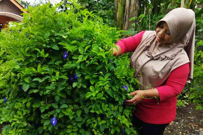 RIRI RAHAYUNINGSIH/JAWA POS RADAR SEMARANG POHON UANG: Ratmi saat memetik bunga telang di kebunnya.