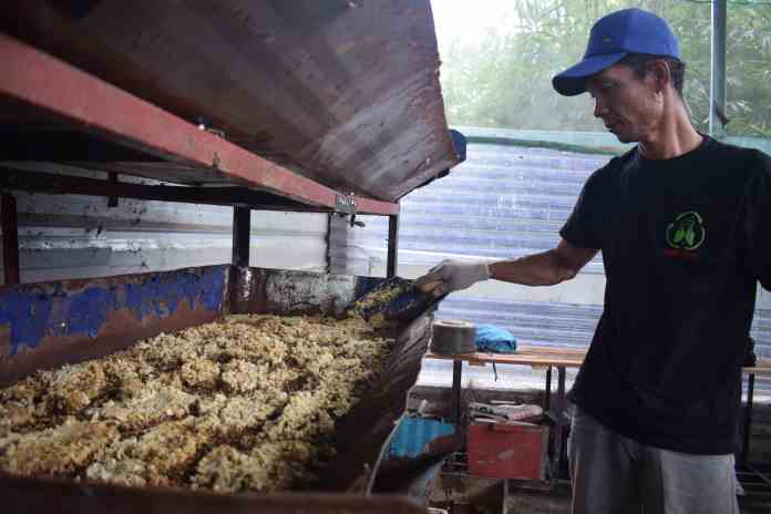 TITIS ANIS FAUZIYAH/JAWA POS RADAR SEMARANG RAMAH LINGKUNGAN: Setyo Budi memberi makan maggot dengan sampah tempe busuk di ruang insectarium TPA Jatibarang. (kanan) Maggot yang dikembangkan.