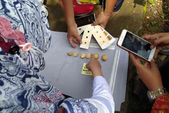Petugas Badan Pengkajian dan Penetapan Teknologi Jateng dan Balai Benih Bogor saat mengecek buah duku Kencandran. (Dhinar Sasongko/Jawa Pos Radar Semarang)