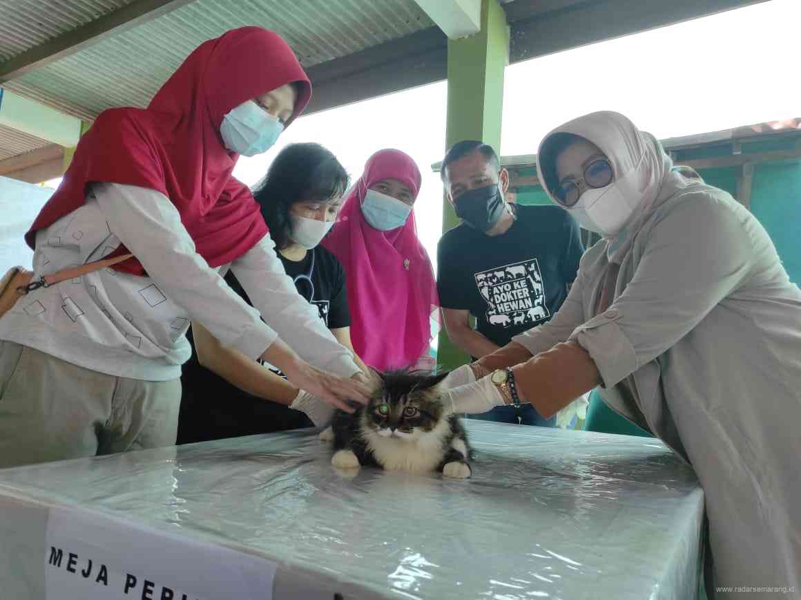 Kadinas Nunuk Dartini dan perwakilan PDHI Jateng saat melihat pemeriksaan hewan. (Dhinar Sasongko/Jawa Pos Radar Semarang)