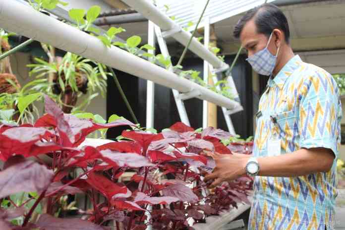 Program Magelang Cantik diterjemahkan pada kegiatan pertanian yang memanfaatkan pekarangan, menjadi lahan produktif dengan budidaya secara organik. Model pertanian yang dikembangkan Disperpa Kota Magelang adalah tumpangsari, monokultur, dan hidroponik.  (