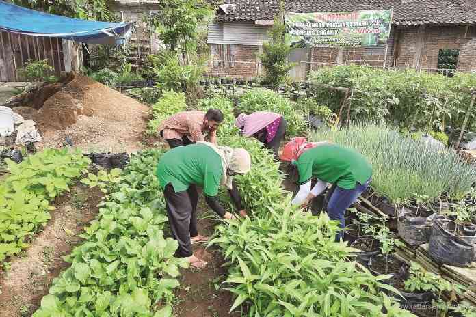 Anggota kelompok tani Sari Makmur, di Kelurahan Kedungsari memanen sayuran organik. Sekaligus penandaan program Magelang Cantik (Magelang Cinta Organik).  (Istimewa)